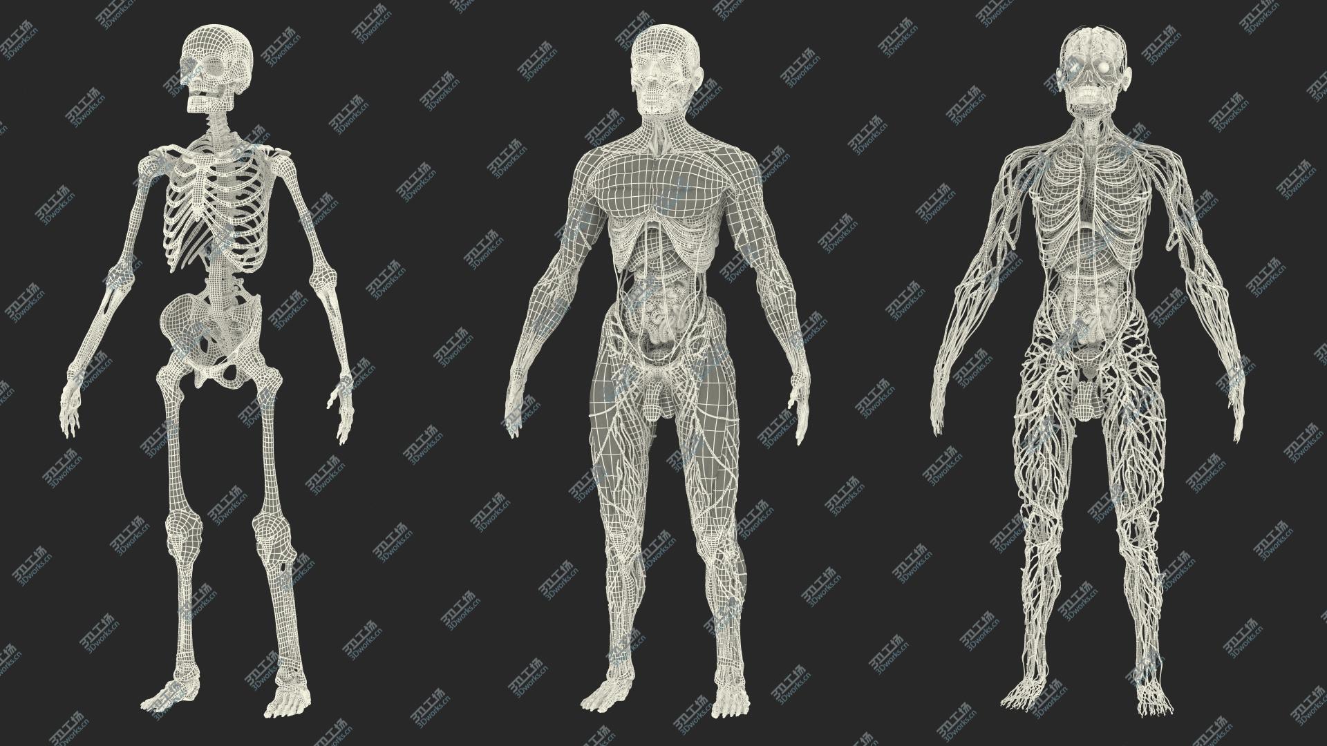 images/goods_img/202104094/Male Full Body Anatomy 3D model/4.jpg